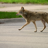 fall coyote warning