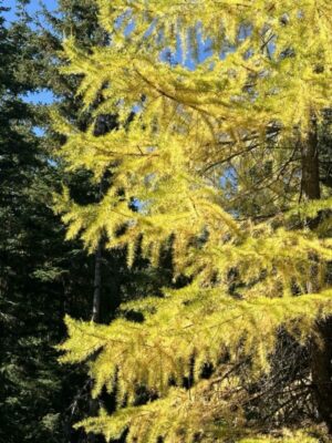 Close-up of golden larch needles in fall in Washington.