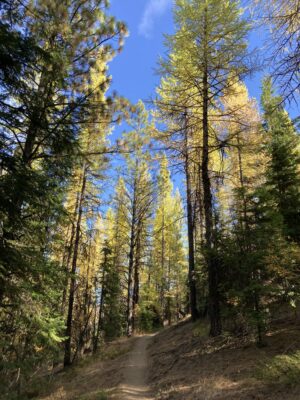 View looking up at golden larches on the Swauk Forest Discovery Trail in Washington.