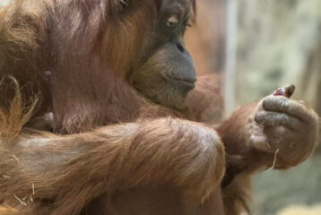 woodland park zoo orangutan baby