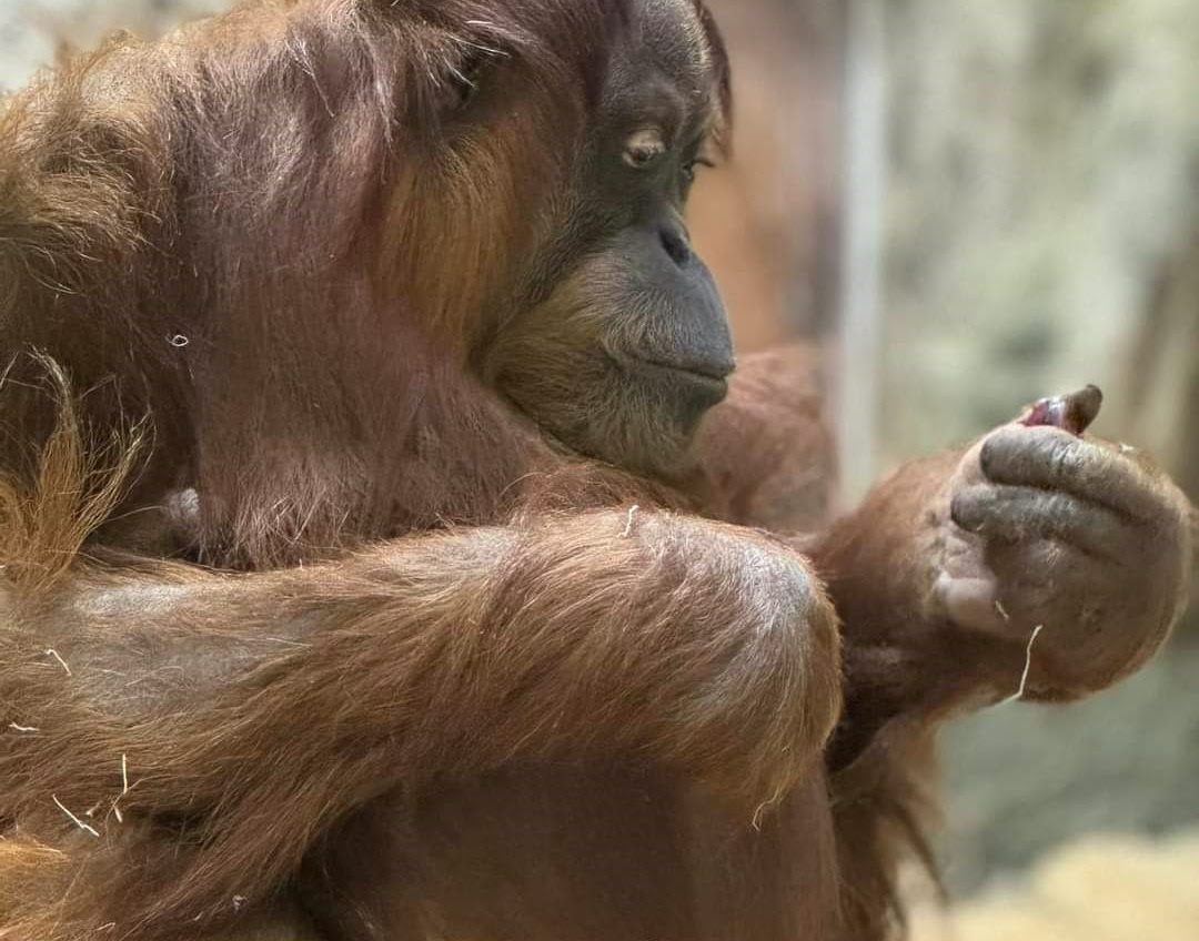 woodland park zoo orangutan baby