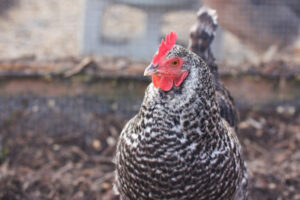 holiday gift guide eggs