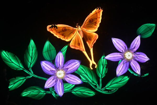 Large illuminated moth lantern surrounded by glowing flowers at WildLanterns at Woodland Park Zoo.