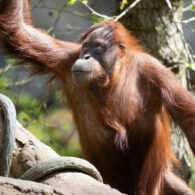 Woodland Park Zoo orangutan baby