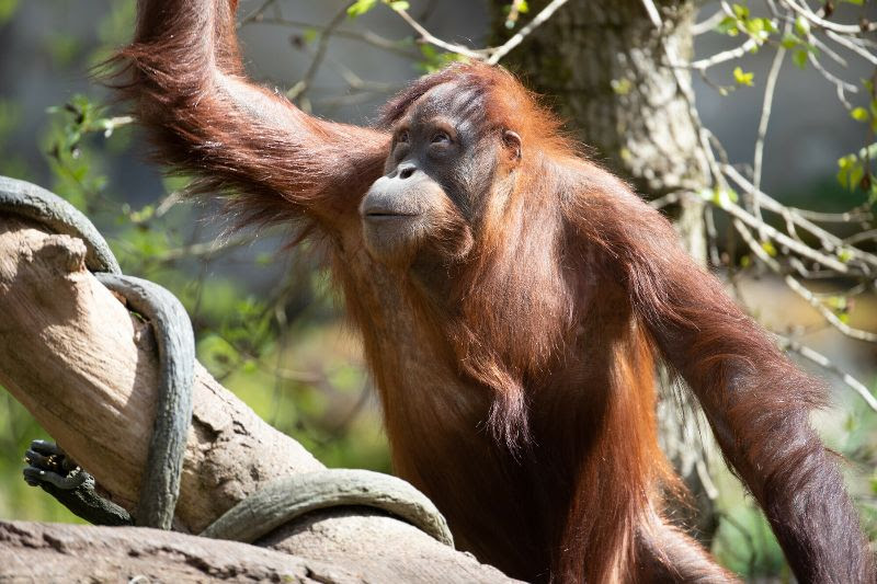 Woodland Park Zoo orangutan baby