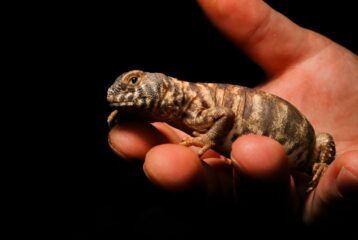 Close up shot of hand holding palm-sized brown and white striped lizard.