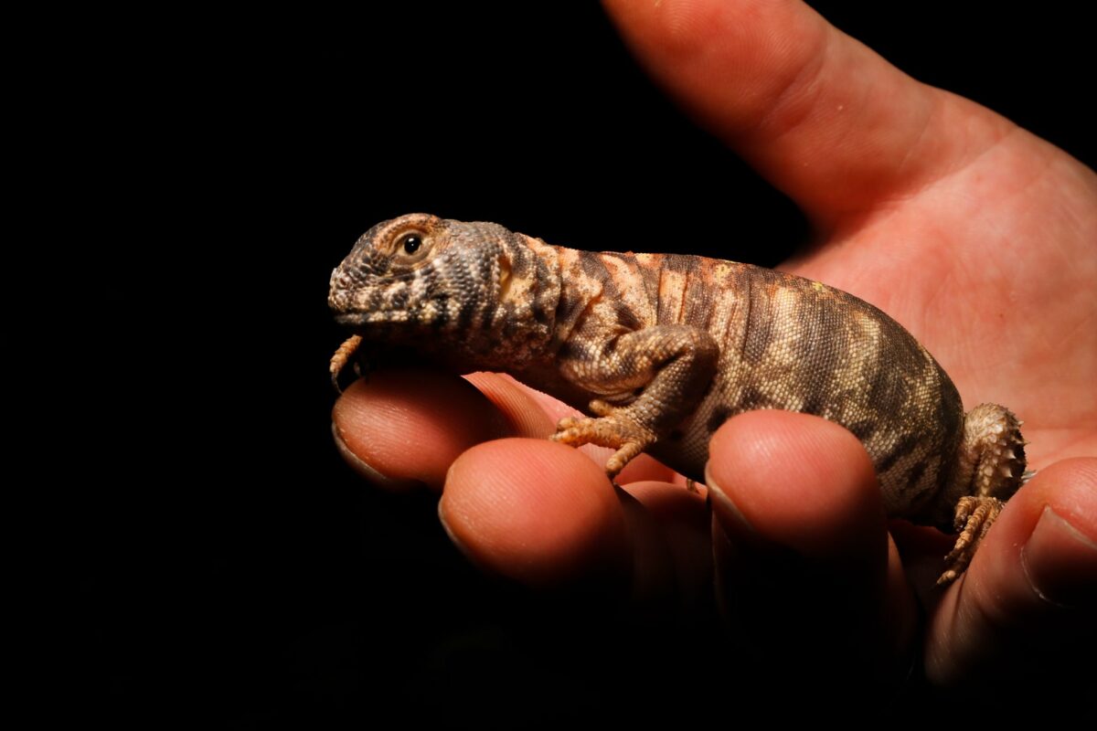 Close up shot of hand holding palm-sized brown and white striped lizard.