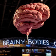 Huge brain in the middle of a room, with a sign that says Brainy Bodies underneath it.