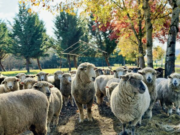 Visit this garden center and see some animals including sheep, goats and more! (Image courtesy FlowerWorld). 