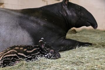 Mom and baby tapir lay next to eachother.