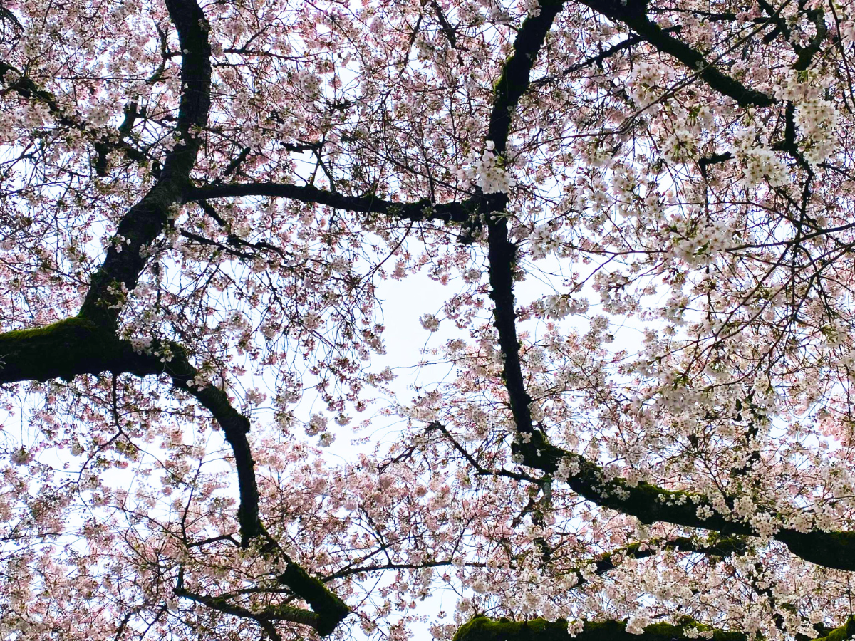 Looking up at cherry blossoms branched, intertwined