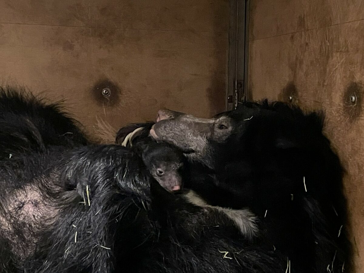 Baby and mom sloth bear cuddled up in den.