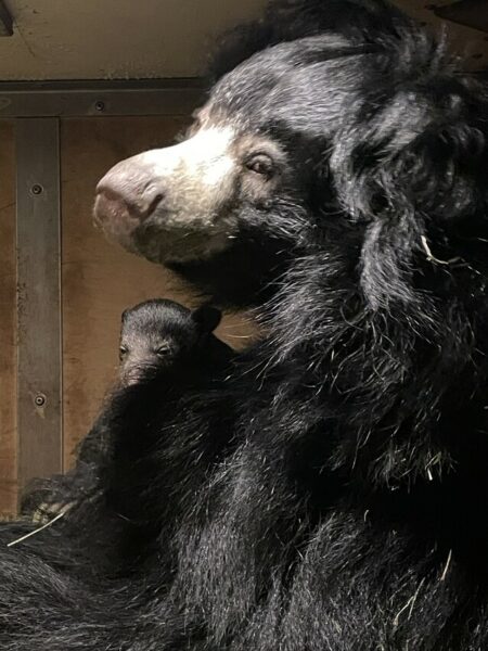 baby sloth bear 