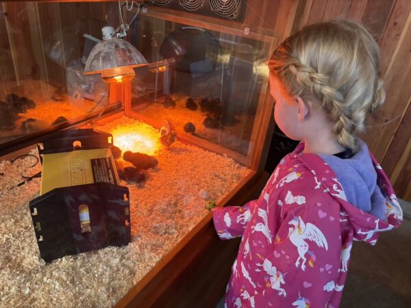 Little kid looks into case filled with baby chicks