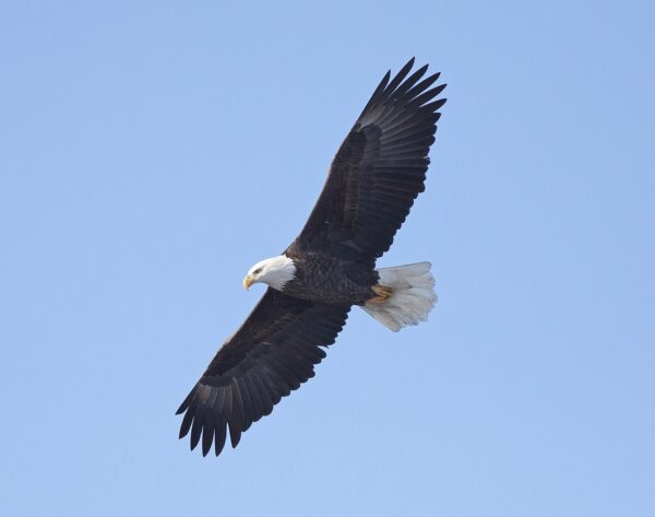 Camp Kilworth reopens eagle