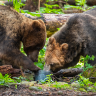 Two bears eating