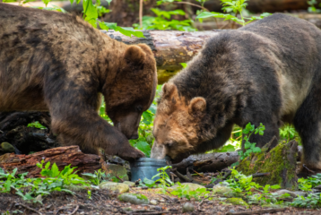 Two bears eating