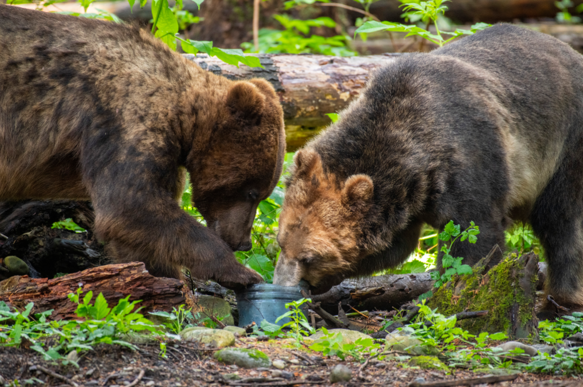 Two bears eating