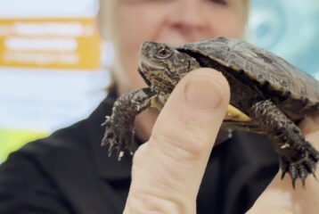 WPZ turtles weigh in