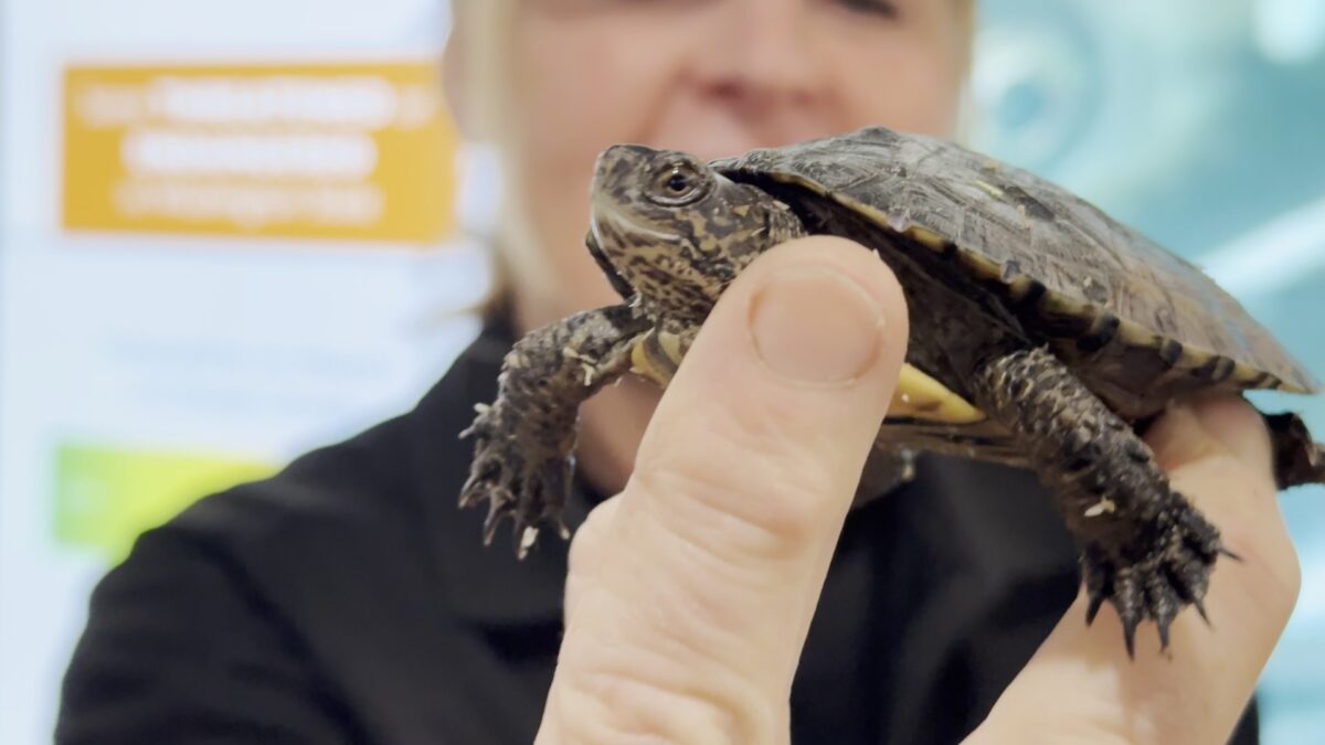 WPZ turtles weigh in