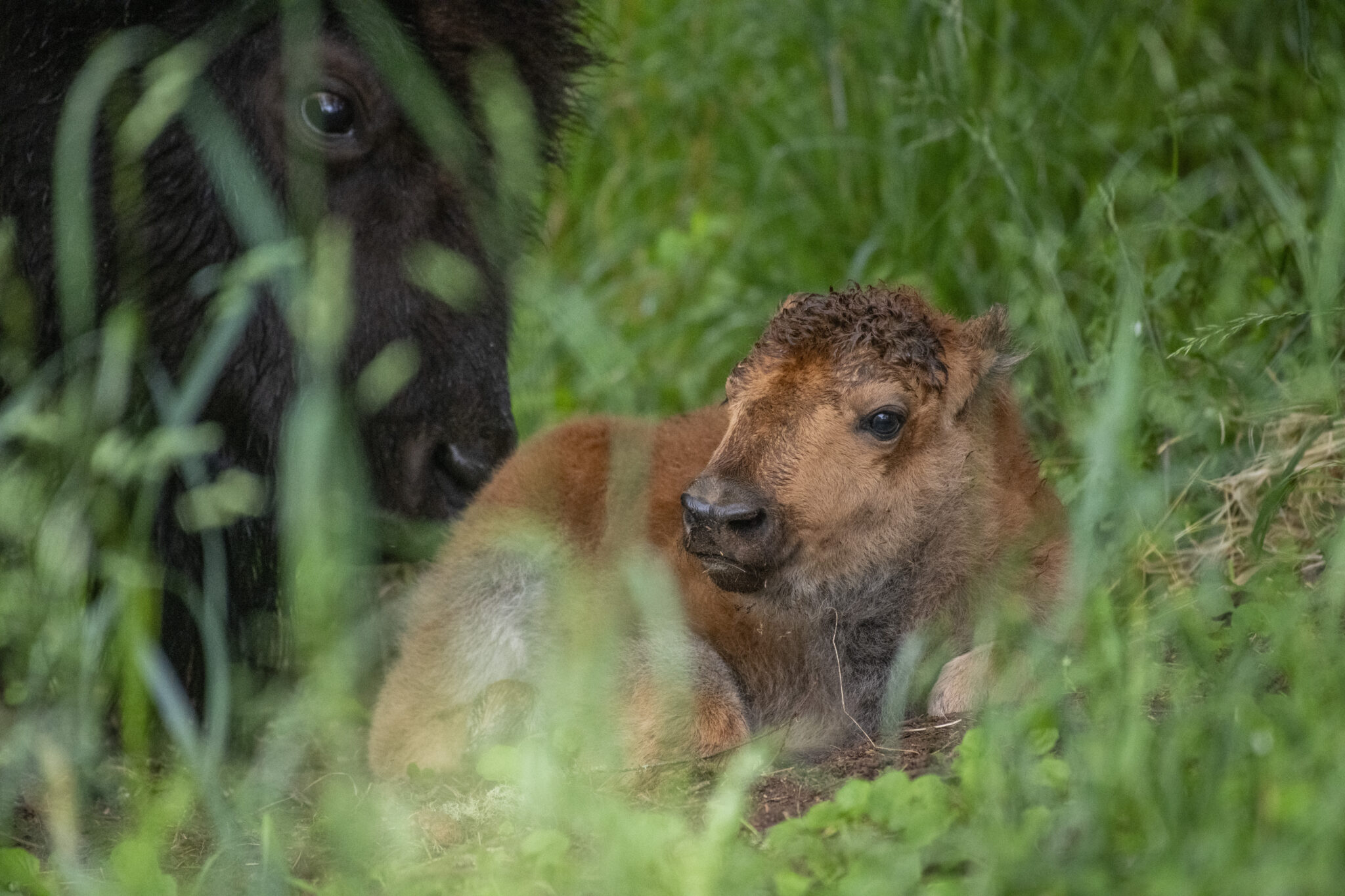 Baby bison born