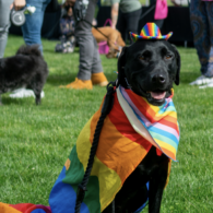 The Roundup News pride dog
