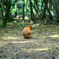 Solitary Orangutan Sitting in a Peaceful Forest Setting Captured During a Sunny Day