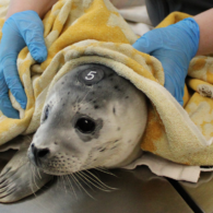 A rescued baby seal wrapped in a towel receiving care at SR3’s marine animal hospital.