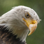 Northwest Trek 50th eagle