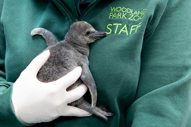Zookeeper holds CALiente, a baby Humboldt penguin, at Woodland Park Zoo before her first swim