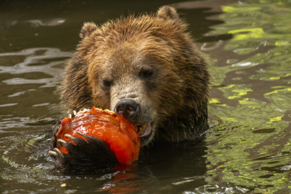 Northwest Trek 50th bear
