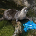 Northwest Trek 50th otter