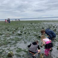 Kids exploring tidepools at Dash Point State Park at low tide