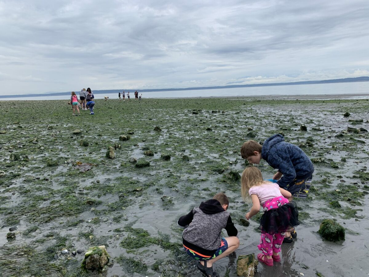 Kids exploring tidepools at Dash Point State Park at low tide