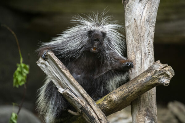 Northwest Trek 50th porcupine