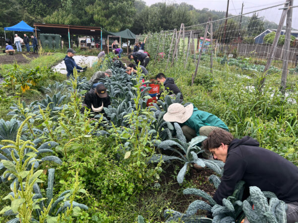 Volunteers planting vegetable starts at Marra Farm during Solid Ground’s Day of Service.