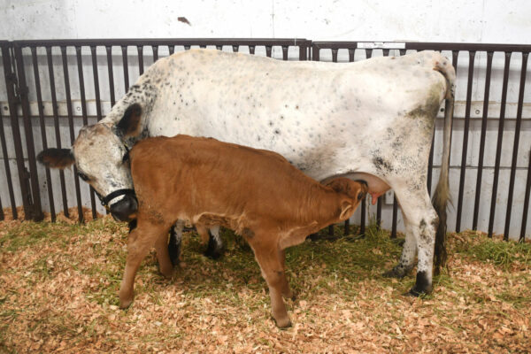 Mother cow with newborn calf at the Washington State Fair cow barn
