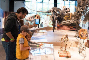 A child at dinosaur skeletons inside the Burke Museum of Natural History and Culture in Seattle, surrounded by fossils and cultural exhibits.