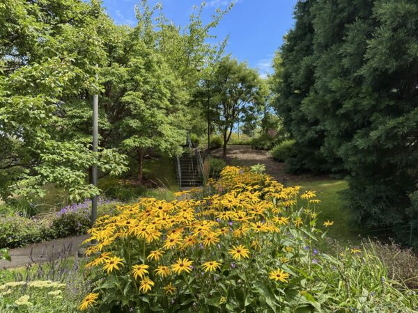 Black-eyed Susans blooming at Jack Block Park in summer