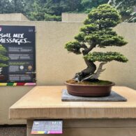 A meticulously shaped bonsai tree on display at the Pacific Bonsai Museum in Federal Way, surrounded by greenery in the outdoor garden.