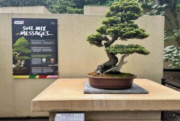 A meticulously shaped bonsai tree on display at the Pacific Bonsai Museum in Federal Way, surrounded by greenery in the outdoor garden.