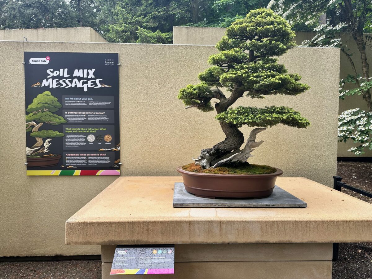 A meticulously shaped bonsai tree on display at the Pacific Bonsai Museum in Federal Way, surrounded by greenery in the outdoor garden.