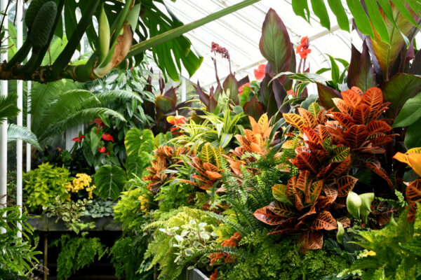 Colorful tropical flowers and leafy green plants inside Volunteer Park Conservatory.