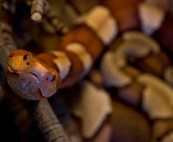 A copperhead snake rests on a log inside its habitat at the Reptile Zoo.