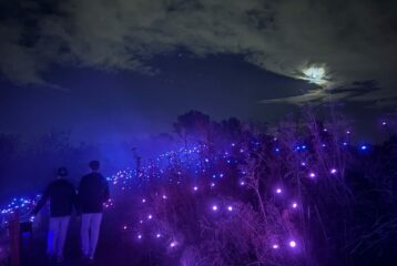 Fog drifts across a wooded trail as colorful lights create a spooky atmosphere at Forest of Shadows in Seattle.