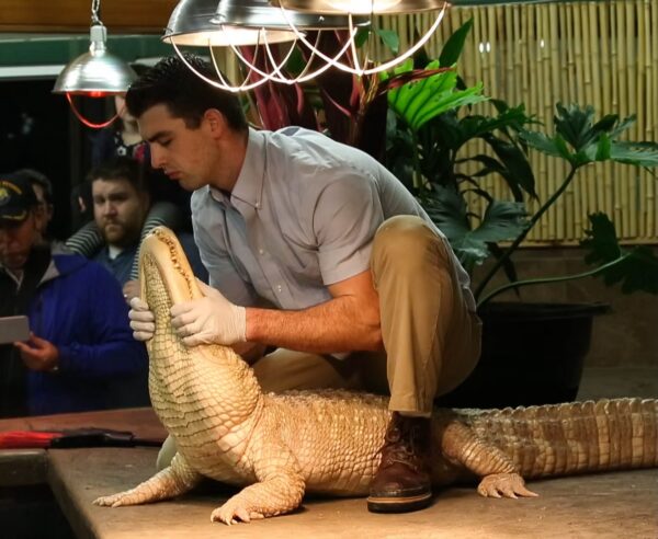 Owner Isaac Petersen holds the albino alligator at the Reptile Zoo in Monroe.