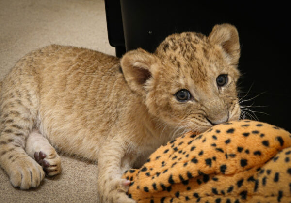 Africa lion cubs play