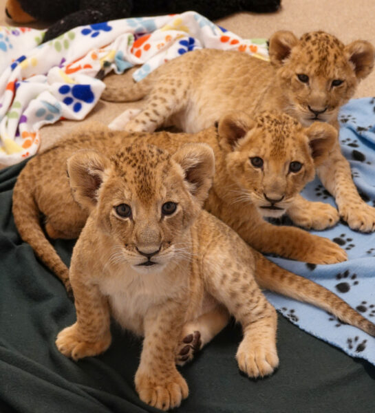 African lion cubs trio