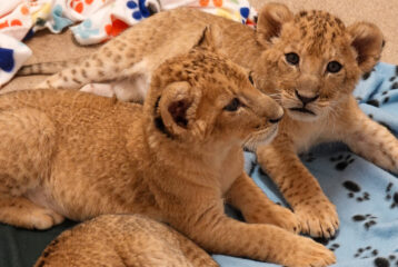 African lion cubs