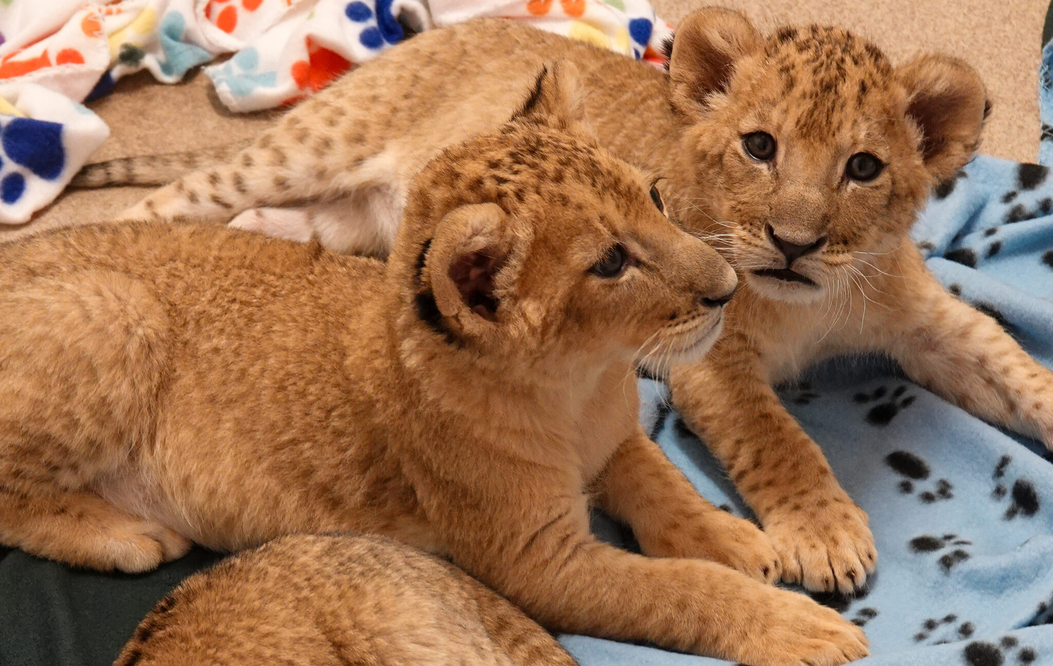 African lion cubs